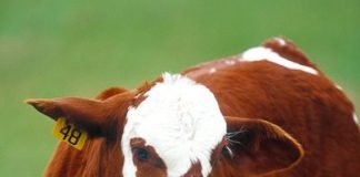 What Is Livestock Insurance