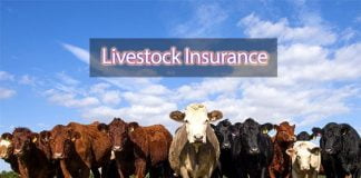 livestock insurance scheme