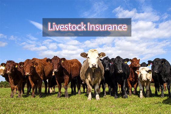  livestock insurance scheme