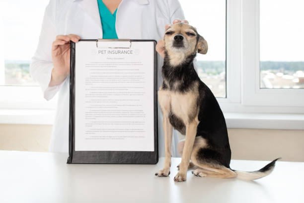 Pet Insurance Agent